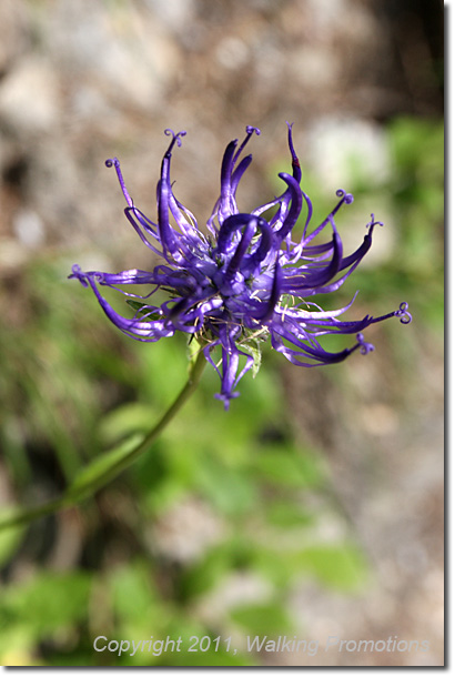 Tour de Mont Blanc, La Fouly - Champex - Wildflowers